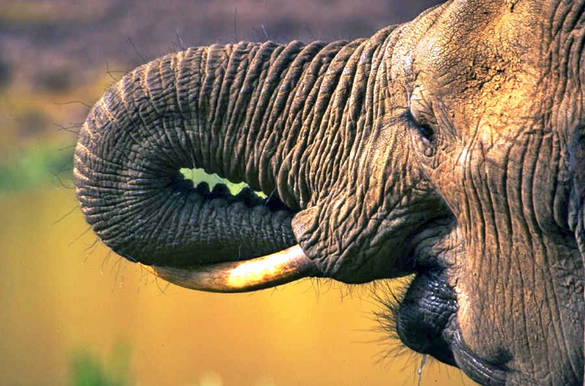 Elephant Showing off his trunk