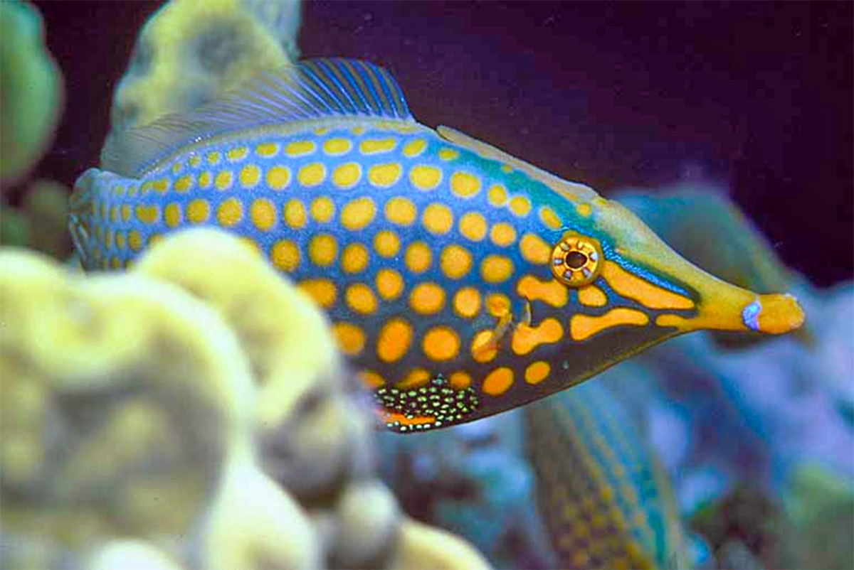 Fish Knowing He's cute