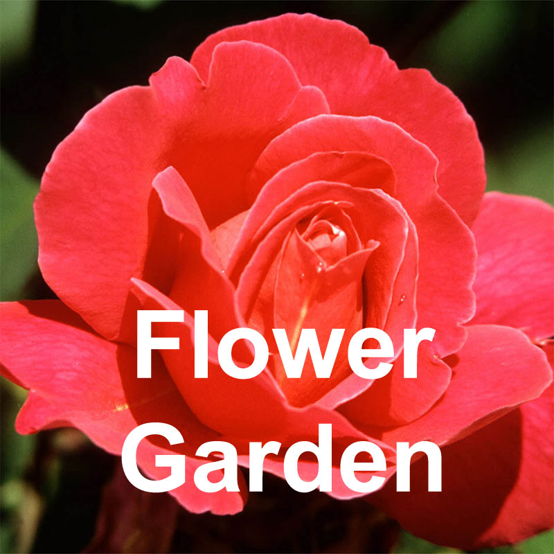 Flower Garden Photos