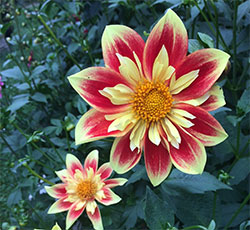 Frog Hollow Farm - Frog Hollow Dahlias