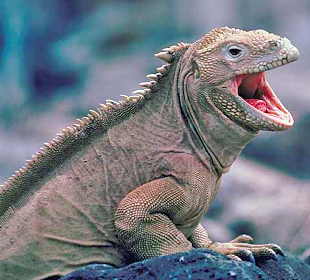 Confident Lizard