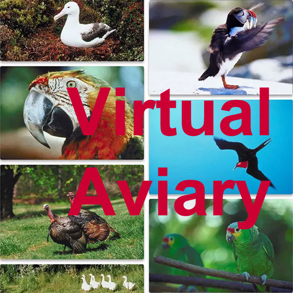 Virtual Aviary Bird Photos