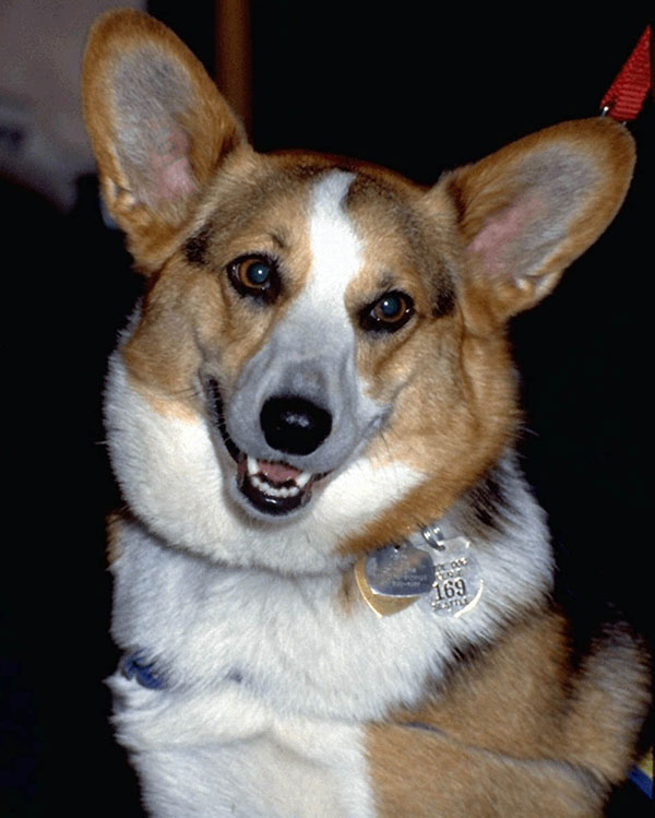 Dog with license Gardner MA