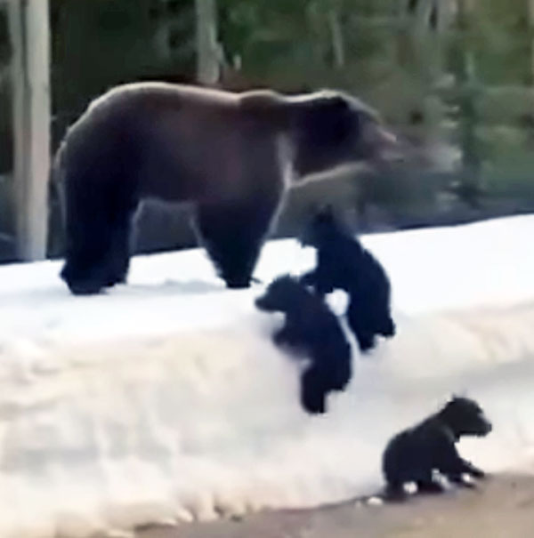 Mama bear and cubs