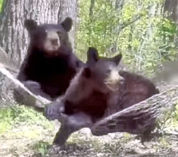 Bears in hammock