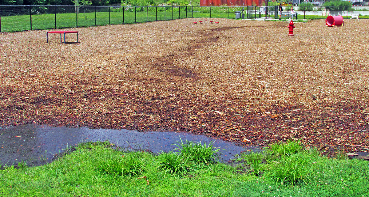 dogpark-pooling3-072922-1200 Pooling Water at Gardner Dog Park