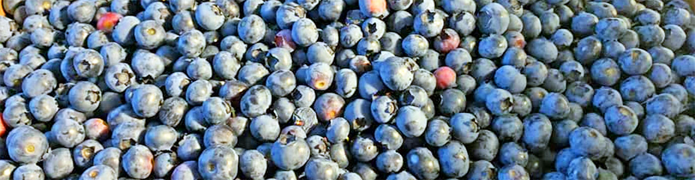 windyknowlblueberries-1380 windyknowlblueberries-1380