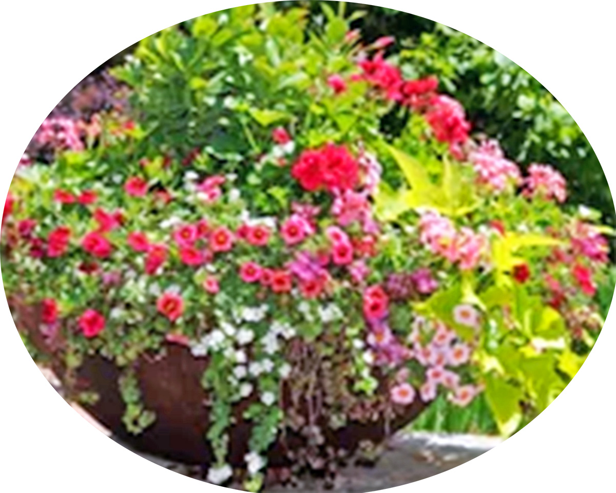 flowers-1200