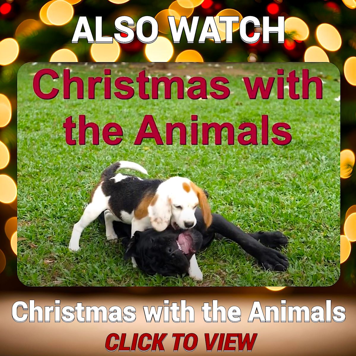 Christmas with the Animals Video