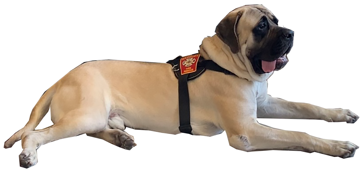 Sully the dog transparent