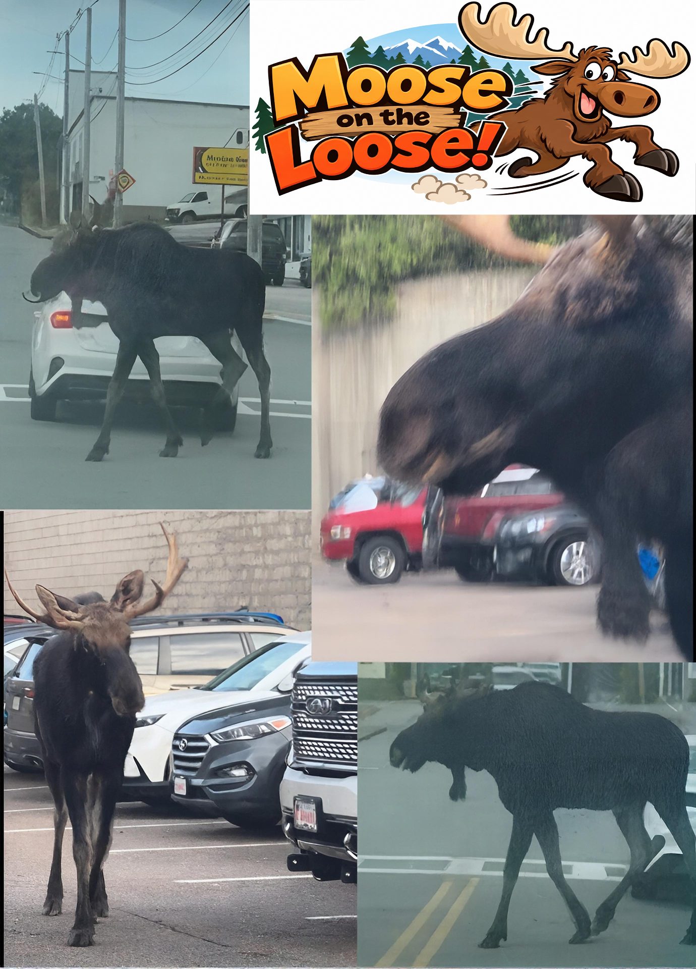 Moose on the Loose article